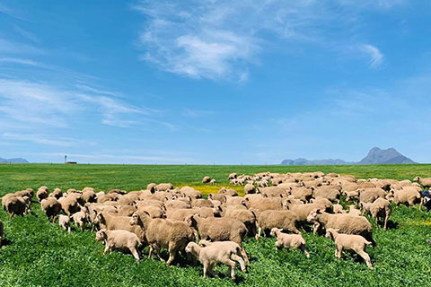 Responsible Wool Standard, Eenzaamheid Wines